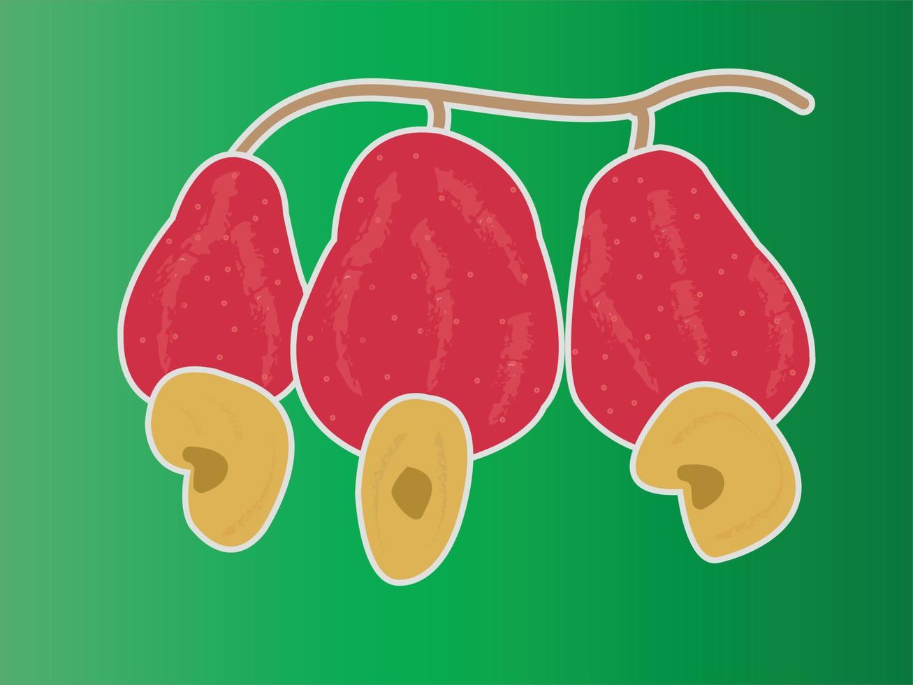 cashew fruit op groene achtergrond vector
