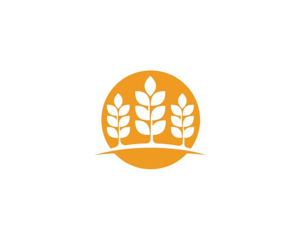 Landbouw tarwe logos vector