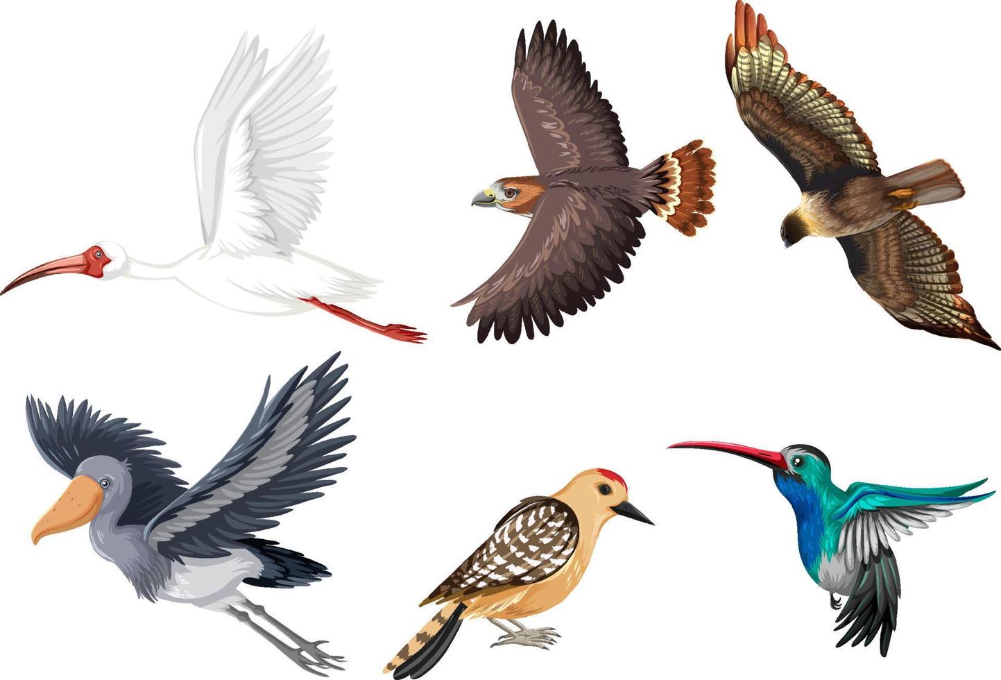 set van verschillende soorten vogels vector