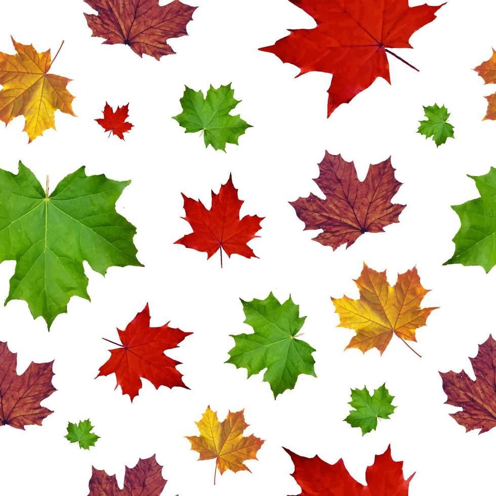 kleurrijk esdoornblad naadloos patroon op witte achtergrond vector