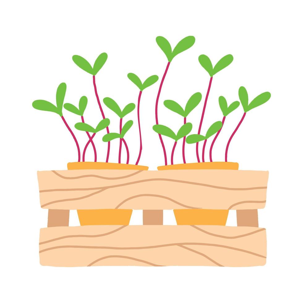 pot met microgroenten. microgreens erwten, radijs, ui, rucola. zonnebloem, bieten en anderen. vectorillustratie geïsoleerd op een witte achtergrond. getekende stijl. vector