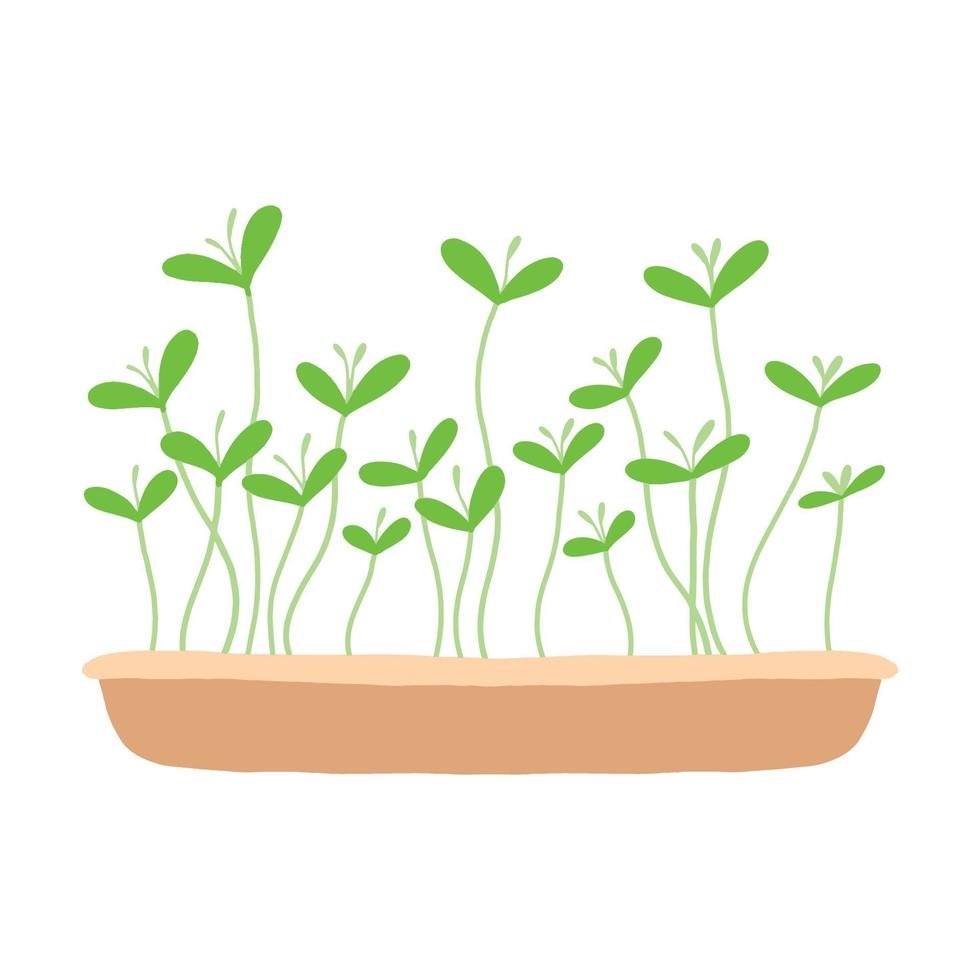 pot met microgroenten. microgreens erwten, radijs, ui, rucola. zonnebloem, bieten en anderen. vectorillustratie geïsoleerd op een witte achtergrond. getekende stijl. vector