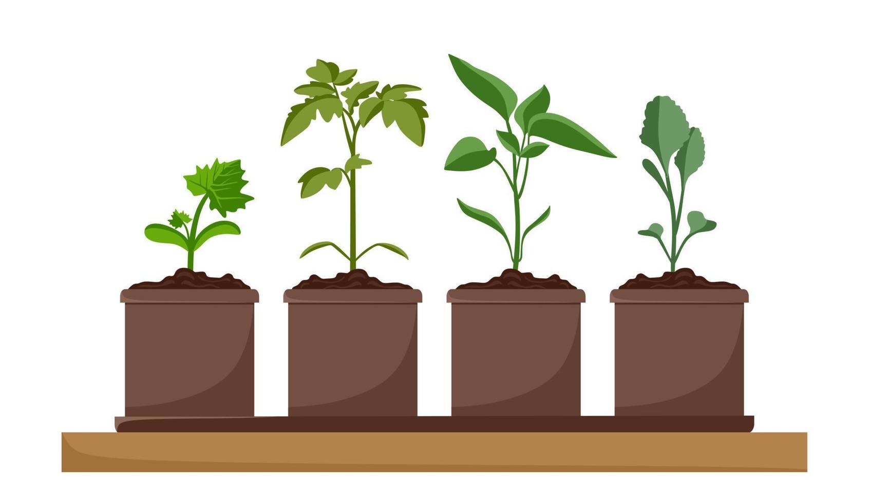 plant zaailingen in potten. tomaat peper kool komkommer. kweken van tuinplanten. planten verzorging. vector illustratie