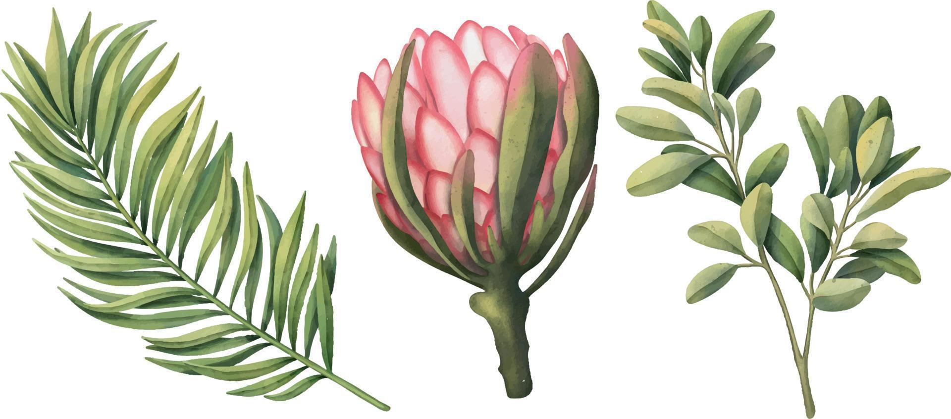 tropische set van planten op een witte achtergrond. aquarel handgeschilderd, zomer clipart, palmbladeren, bloem vector