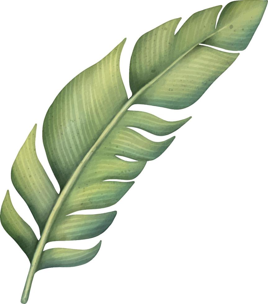 groen tropisch palmblad. tropische plant. handgeschilderde aquarel illustratie geïsoleerd op wit. vector