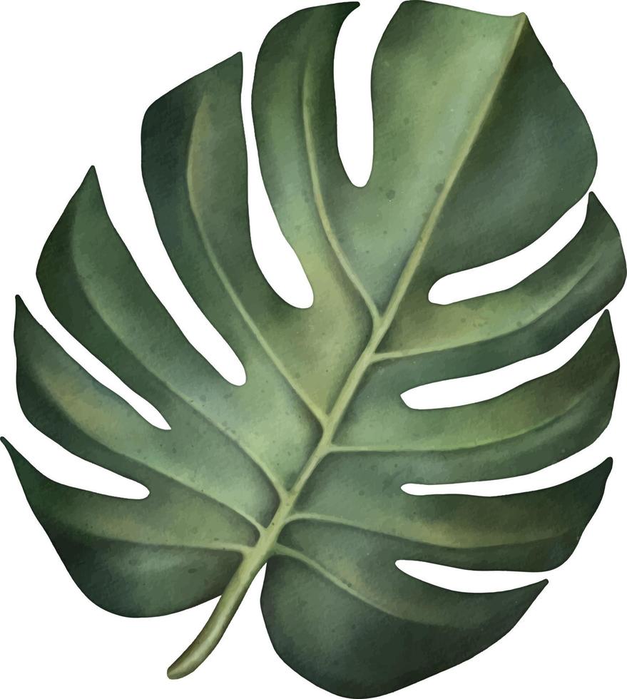 groen tropisch monsterablad. tropische plant. handgeschilderde aquarel illustratie geïsoleerd op wit. vector