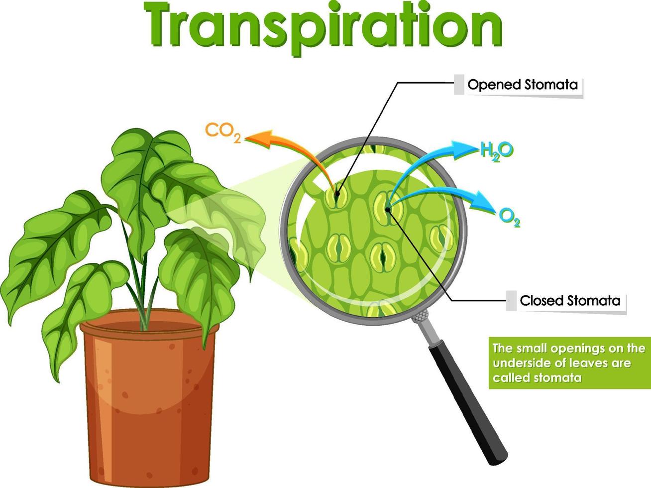 transpiratie in plant op witte achtergrond vector