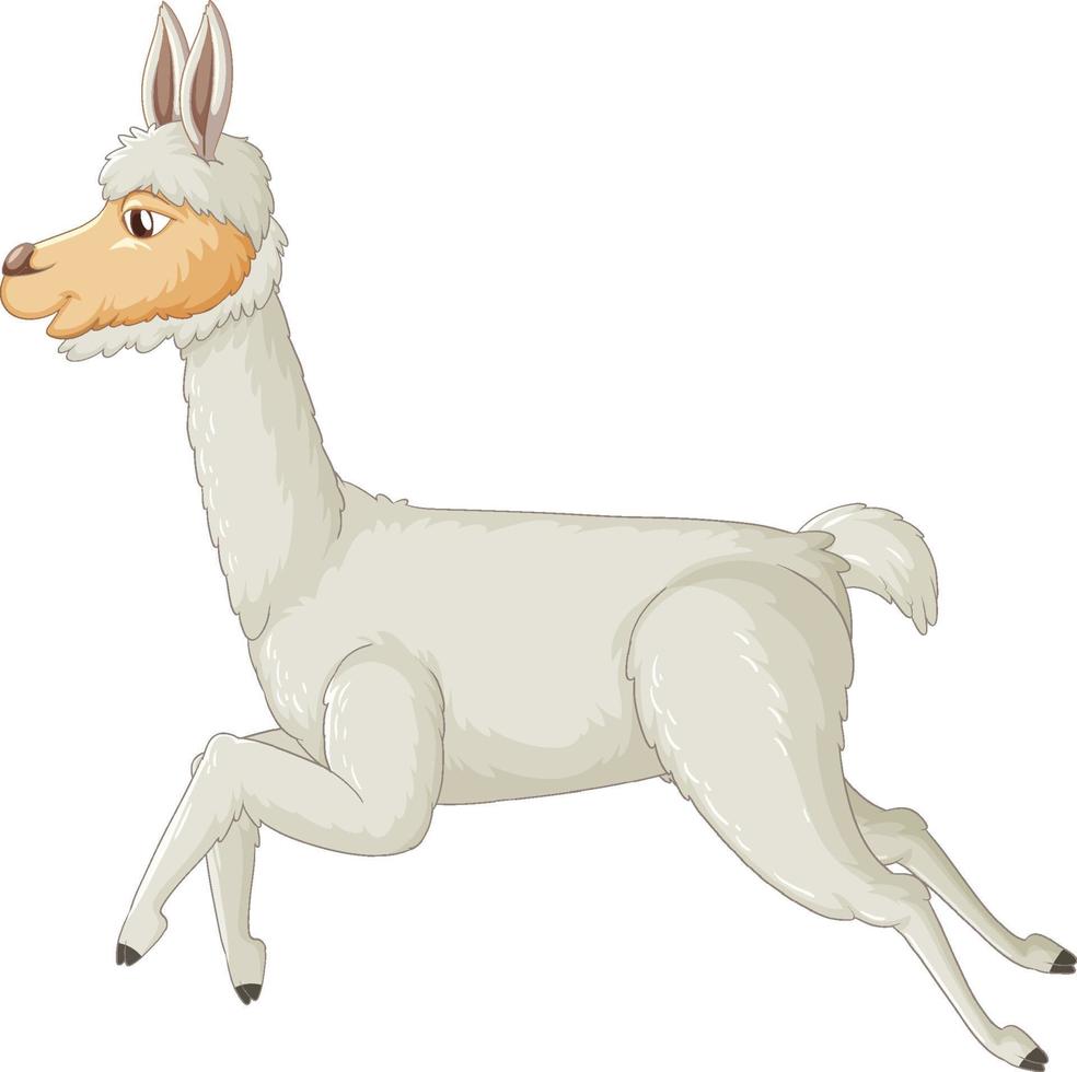 een alpaca op een witte achtergrond vector