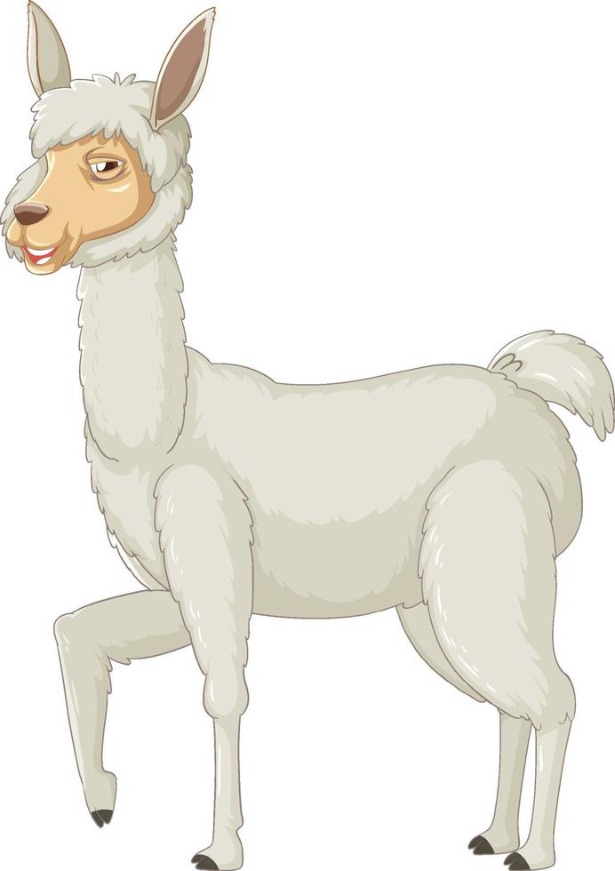 een alpaca op een witte achtergrond vector