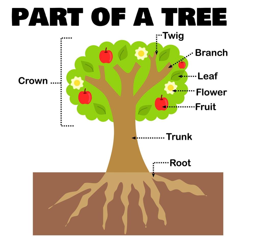 deel van een boom of plant voor wetenschap en education.worksheet voor kids.morphology of plantkunde.tree structure.leaf, bloem en fruit, stam en tak, en root.cartoon vector illustration.flat ontwerp.