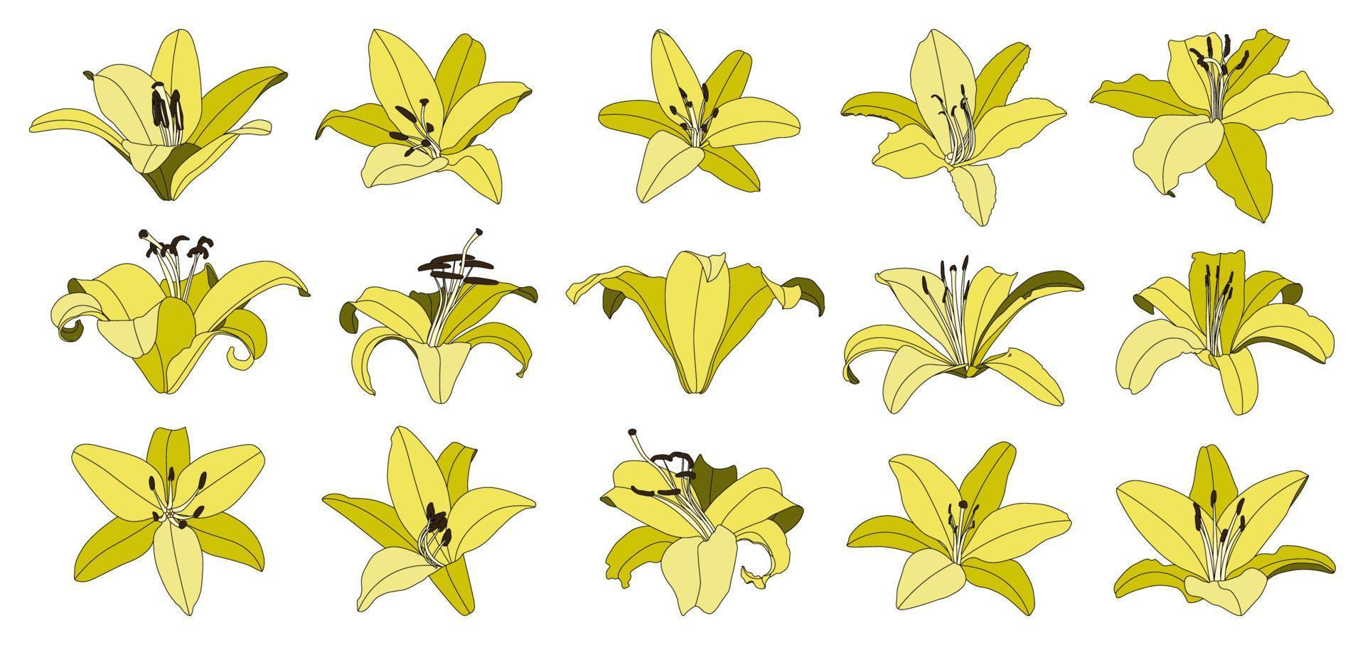 set van geïsoleerde hand getrokken gele lelie bloem vector