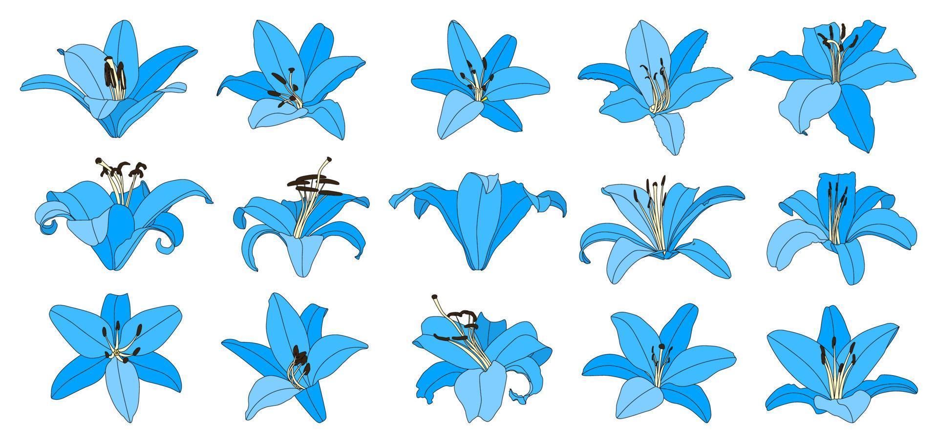 set van geïsoleerde handgetekende lichtblauwe leliebloemvector vector