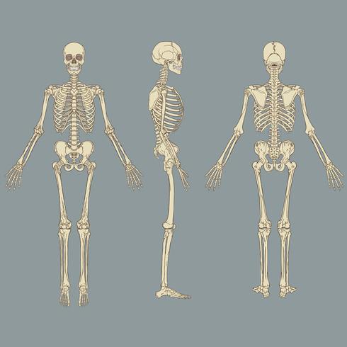 Menselijk skelet grafiek Vector