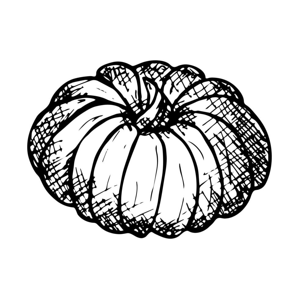 vector hand getekende illustratie van pompoen. geïsoleerd object op een witte achtergrond. plantaardige oogst clipart. boerenmarkt product. elementen voor herfstontwerp, decoratie.