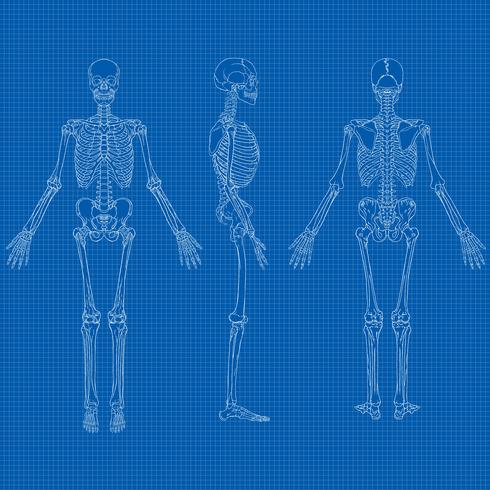 Menselijk skelet Blueprint Vector