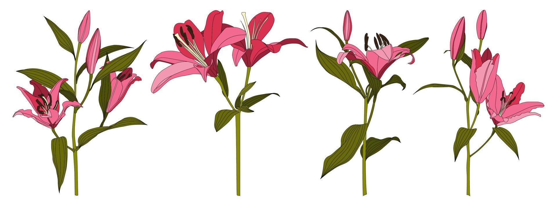 set van geïsoleerde hand getrokken roze lelie bloem vector