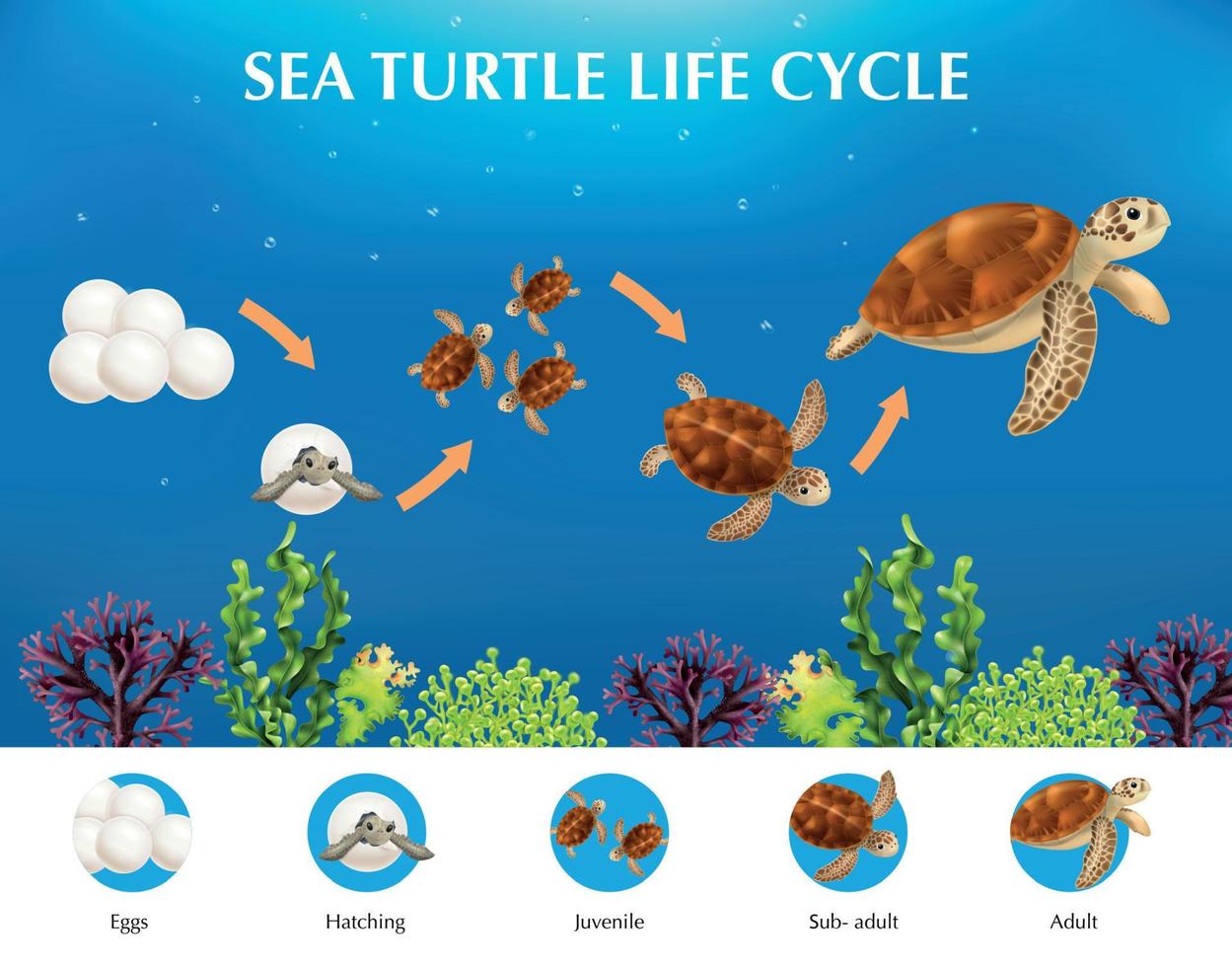 infographics over levenscyclus van schildpadden vector