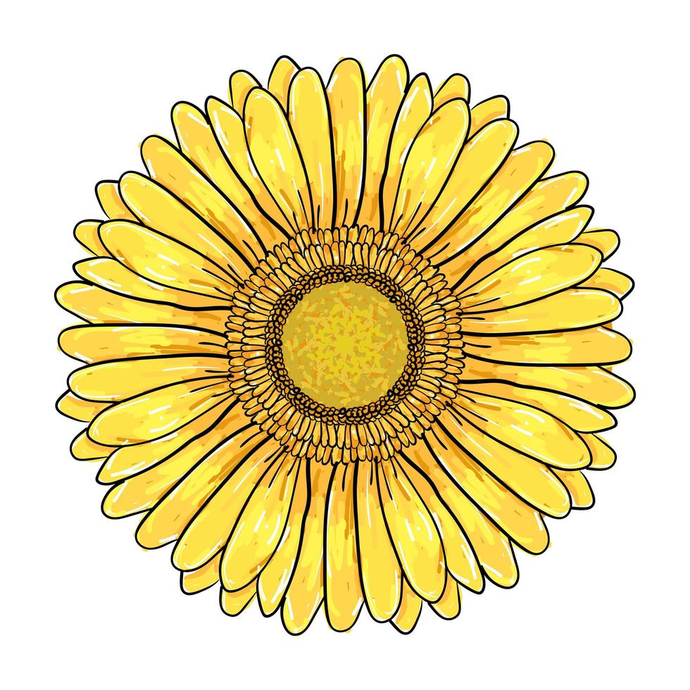 gerbera madeliefje bloem, kleurrijke gele kop geïsoleerd op een witte achtergrond, bloemen illustratie. hand getrokken vectorpen en inktillustratie van de bloem van het gerberamadeliefje in uitstekende schetsstijl vector