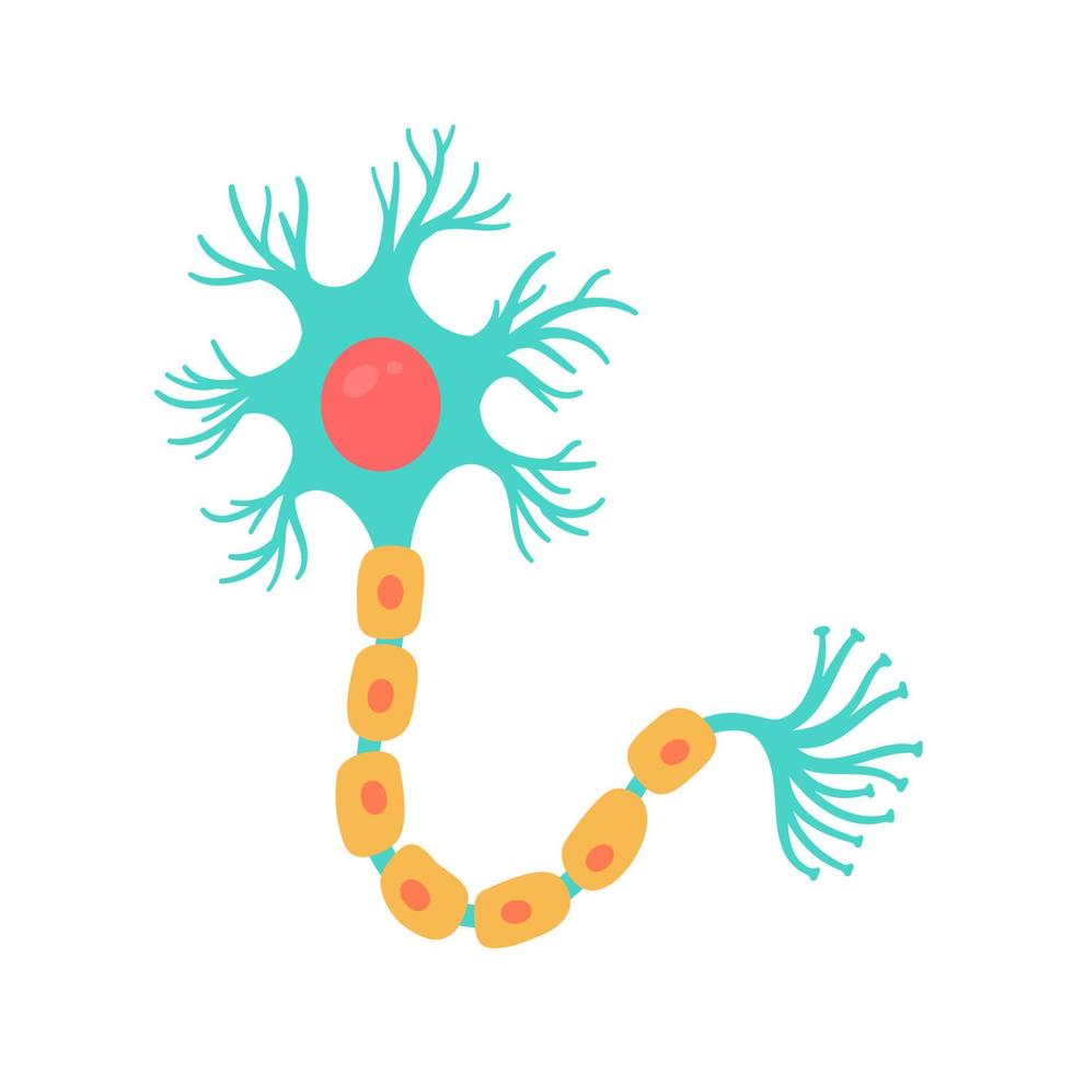 menselijk sensorisch neuronmodel voor biologiestudies vector