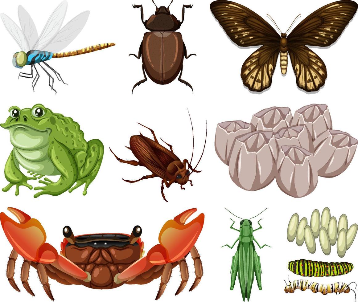 verschillende soorten insecten en dieren op witte achtergrond vector