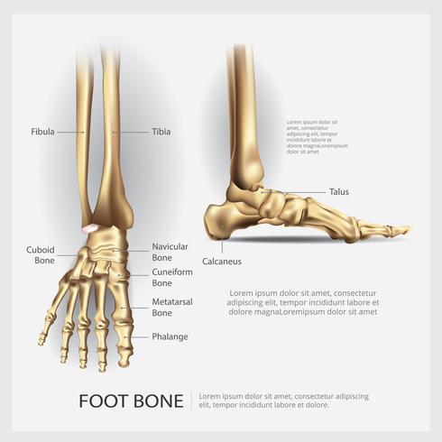 Menselijke anatomie voet bot vectorillustratie vector