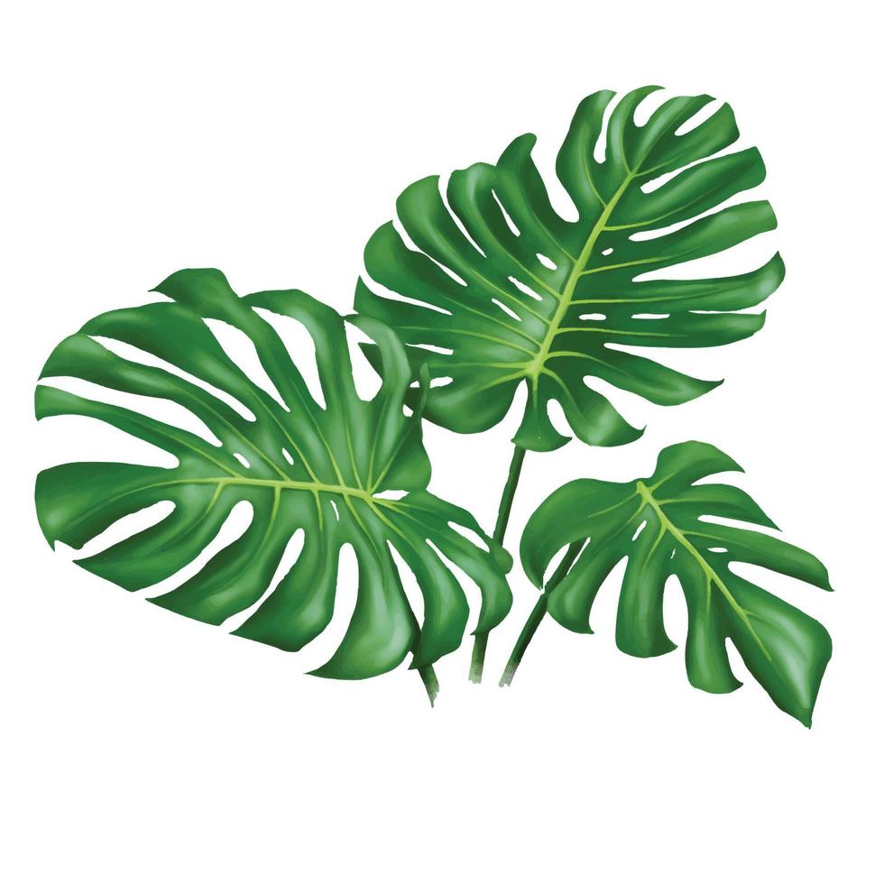 blad monstera vectorillustratie op witte achtergrond vector