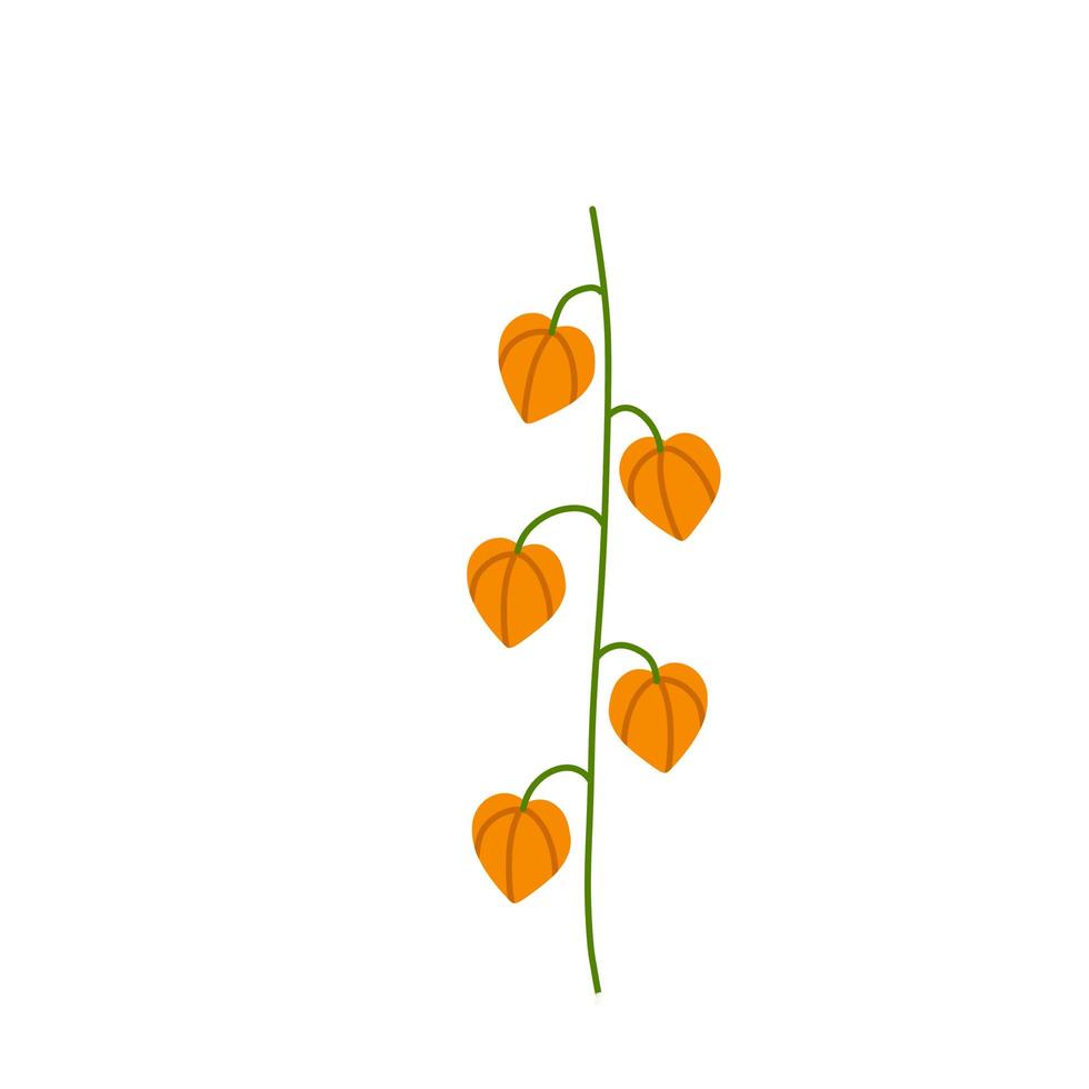 physalis tak. oranje bloem. sierplant. platte cartoonillustratie vector