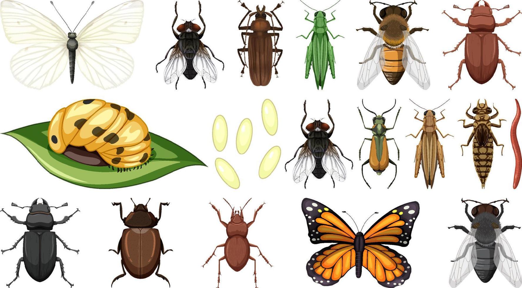 verschillende insecten collectie geïsoleerd op een witte achtergrond vector