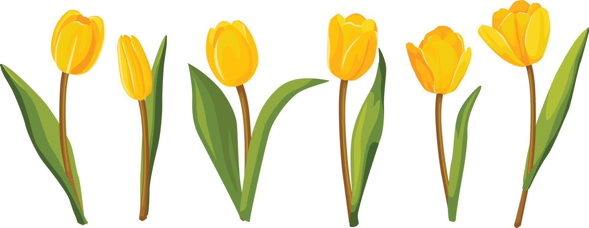 set van gele tulpen. vector illustratie