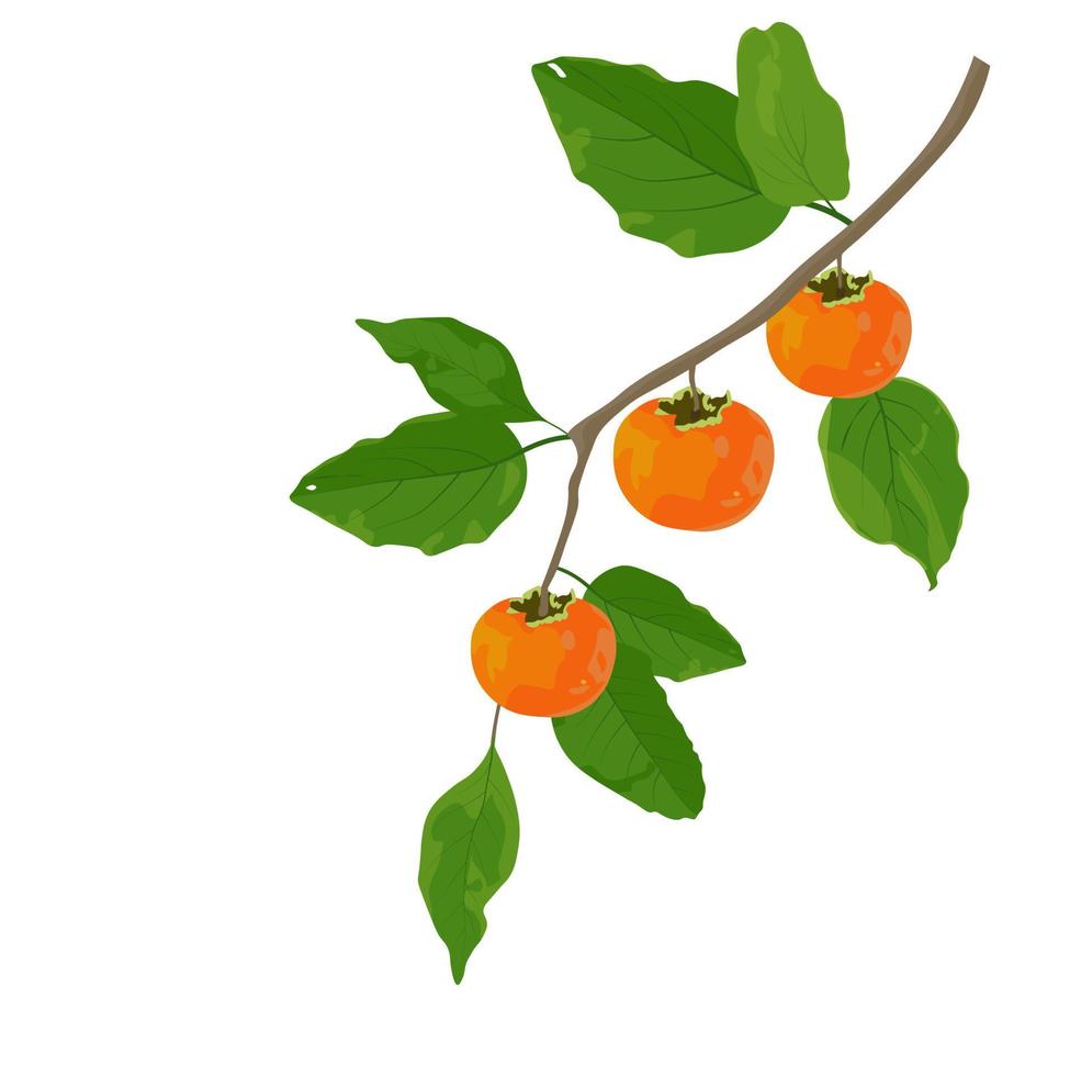 een tak van rijpe persimmon vector stock illustratie. close-up van verse kaki. oranje zoet fruit. banner voor koreaanse chuseok-vakantie. geïsoleerd op een witte achtergrond. achtergronden