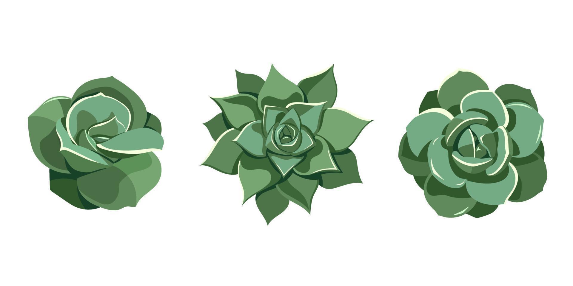 sappige set groene echeveria, mooie roos, laui, agavoides. handgetekende plant in cartoonstijl. grafische schetsbloem voor afdrukken en ontwerpen. vectorillustratie, geïsoleerd element op witte achtergrond vector