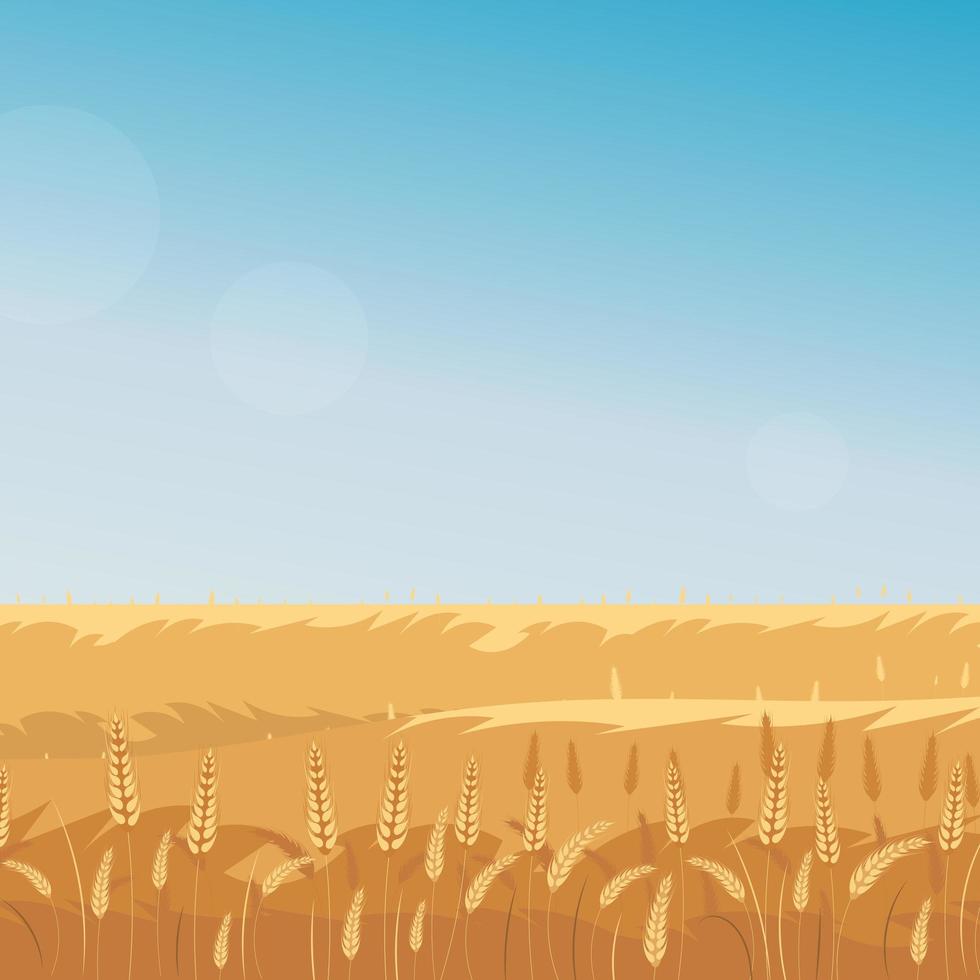 landelijke landschap met tarweveld en de blauwe lucht op de achtergrond. vectorillustratie. vector