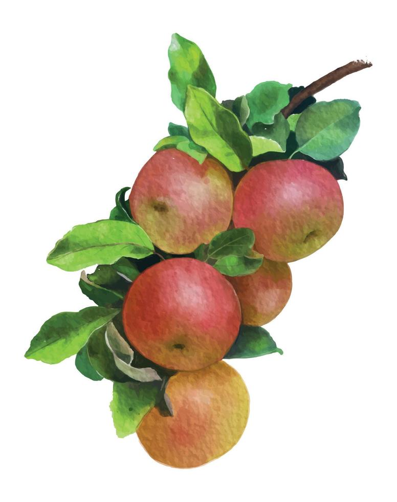 aquarel stijl digitaal schilderen met rode appels vector geïsoleerd op een witte achtergrond.