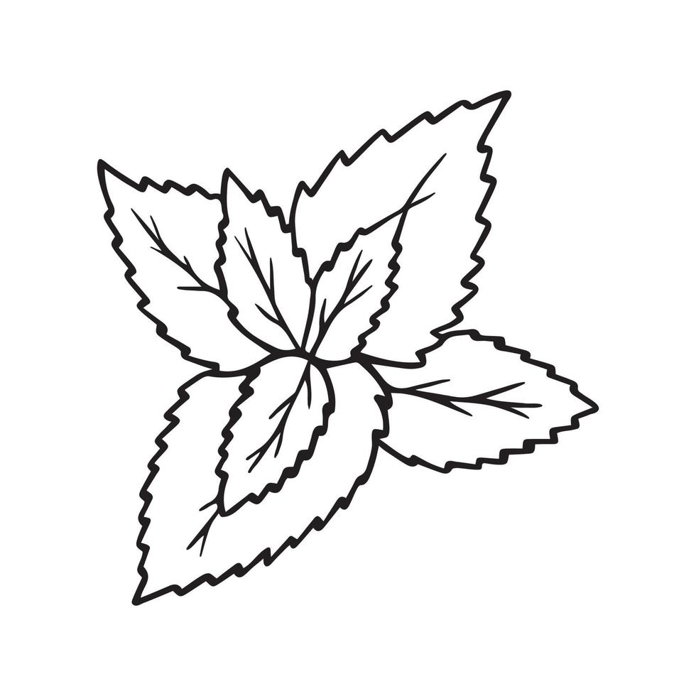 hand getekende pepermunt doodle. munttak met bladeren in schetsstijl. vectorillustratie geïsoleerd op een witte achtergrond. vector