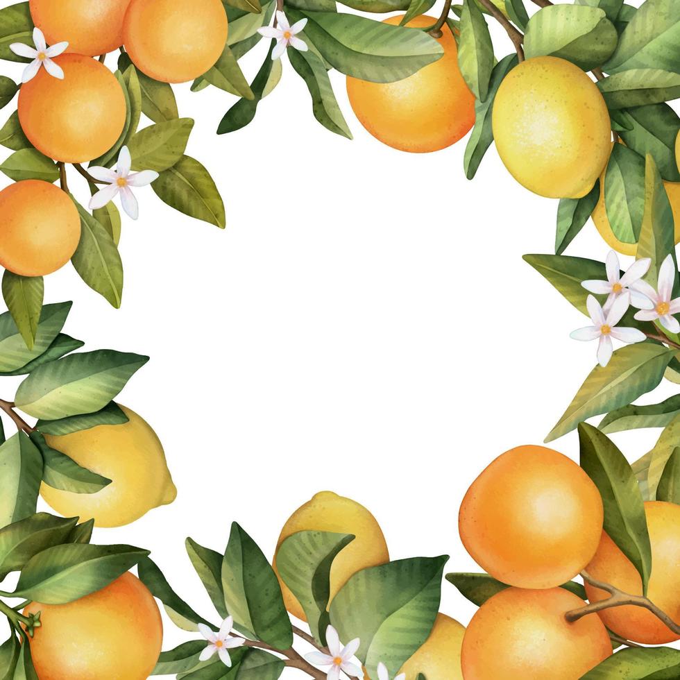 hand getekende frame van aquarel sinaasappel en lemon.watercolor illustratie krans van citroen en bladeren. vector