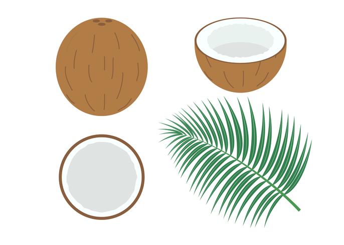 Vector illustratie van de set verse kokosnoot geïsoleerd op een witte achtergrond