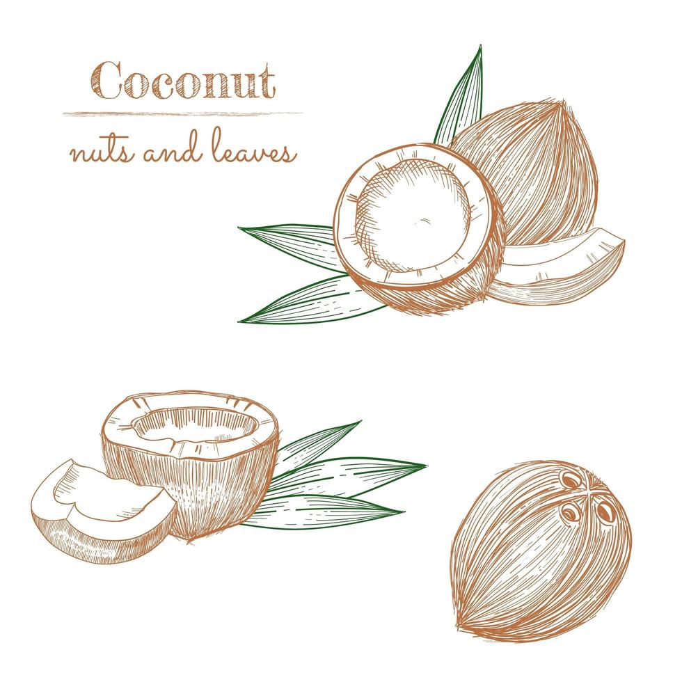 kokosnoot hand getrokken schets. hele en halve kokosnoten en palmbladeren. vector