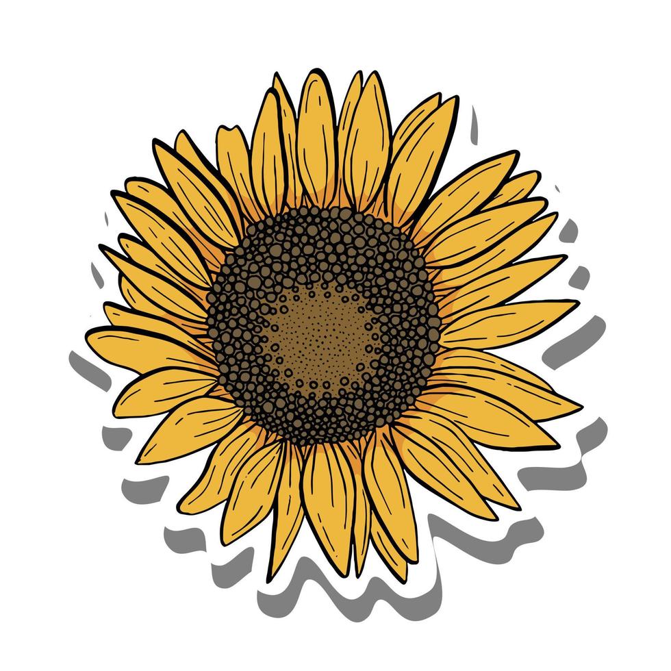 zwarte lijn zonnebloem. gele bloemblaadjes en bruine zaden op wit silhouet en grijze schaduw. vectorillustratie voor het versieren van logo, tekst, wenskaarten en elk ontwerp. vector