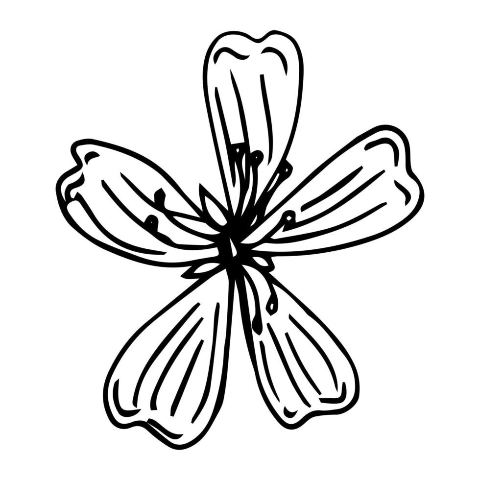 Sakura bloemen bloesem set, met de hand getekende lijninkt stijl. schattige doodle kersen plant vectorillustratie, zwart geïsoleerd op een witte achtergrond. realistische bloemenbloei voor Japanse of Chinese lentevakantie. vector