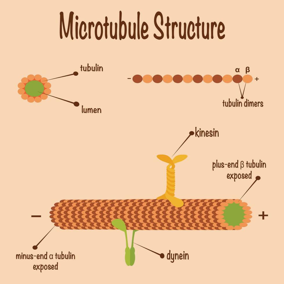 microtubuli structuur en assemblagediagram vector