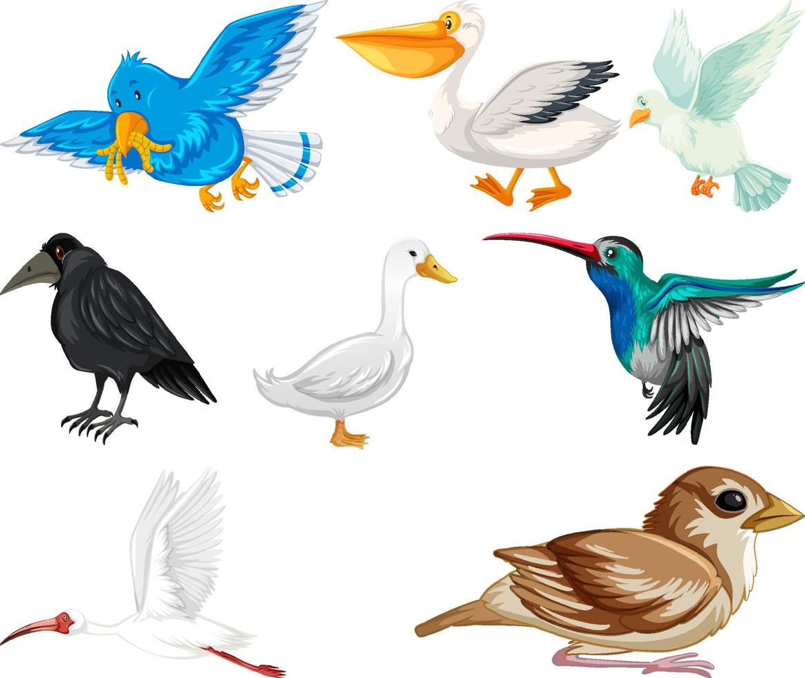 verschillende soorten vogels collectie vector