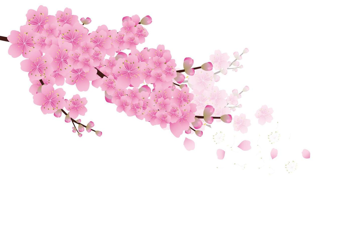 sakura bloemen achtergrond. kersenbloesem geïsoleerde witte achtergrond vector