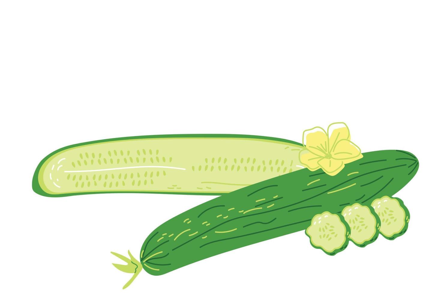 komkommers zijn lang en glad in hele en gesneden vorm vector
