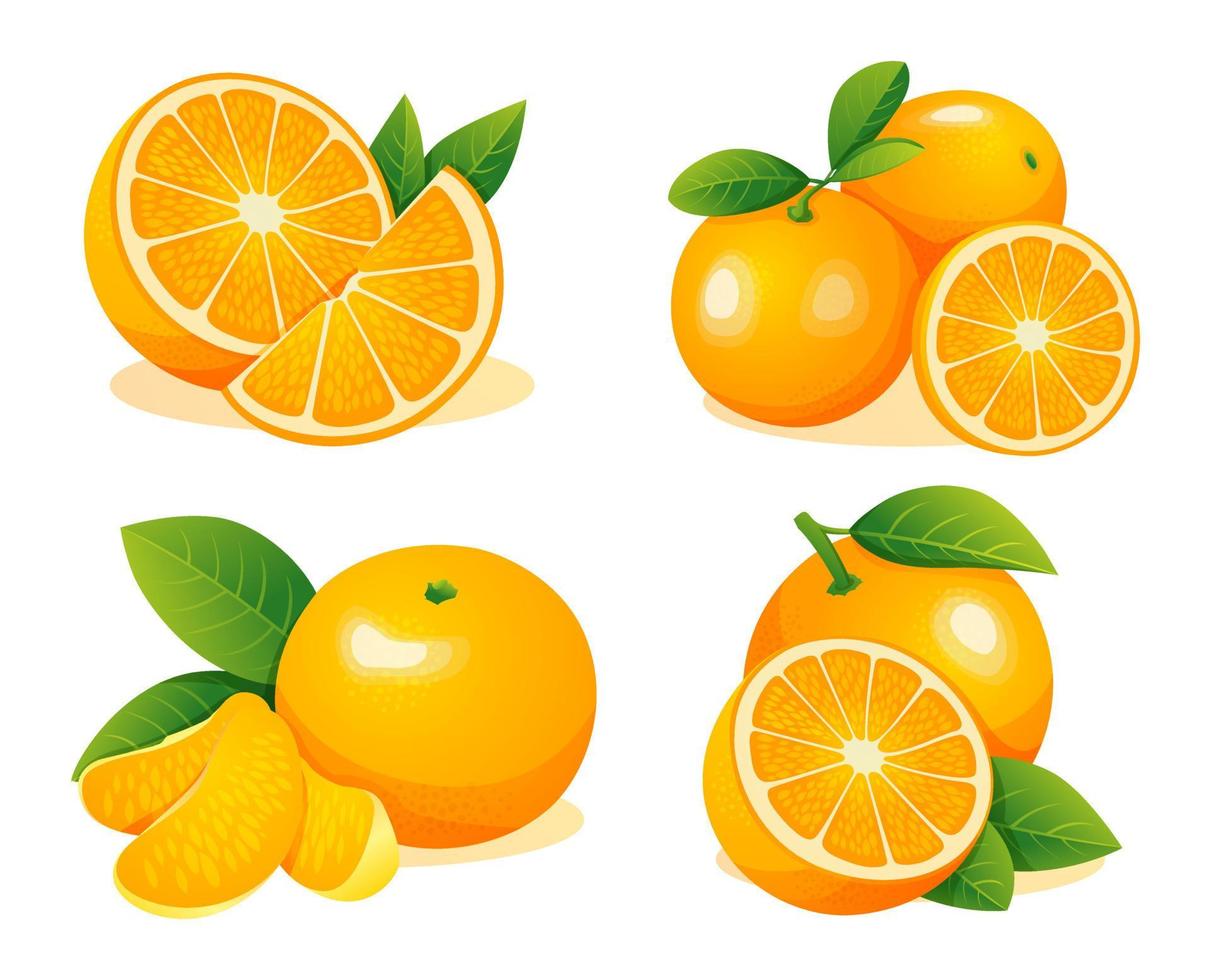 Verzameling van verse hele, halve en gesneden schijfjes oranje fruit geïsoleerd op een witte achtergrond vector