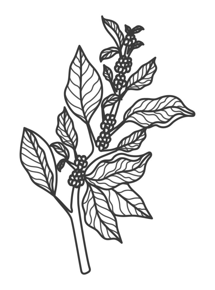 koffie plant ontwerp vector