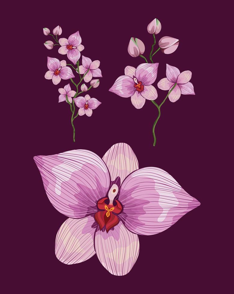 drie roze orchideeën vector