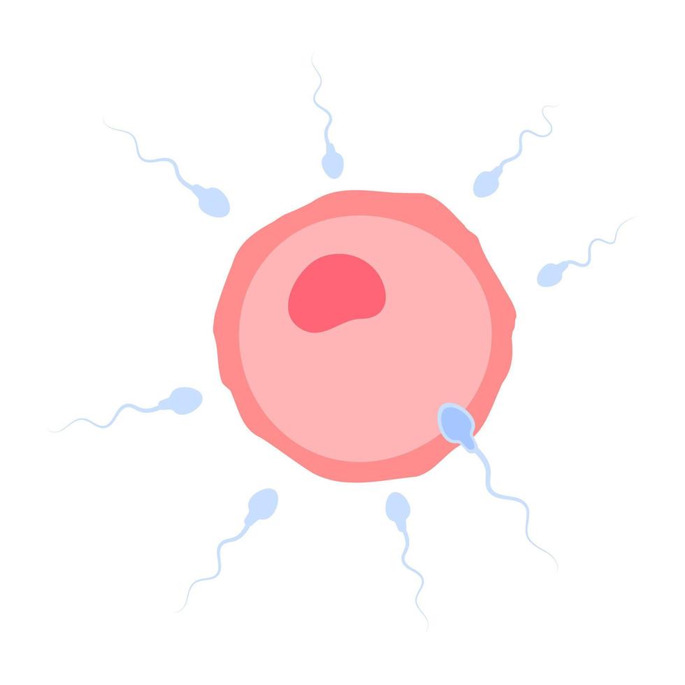 sperma loopt in de vrouwelijke eierstok om de zwangerschap van een vrouw te bevruchten. vector