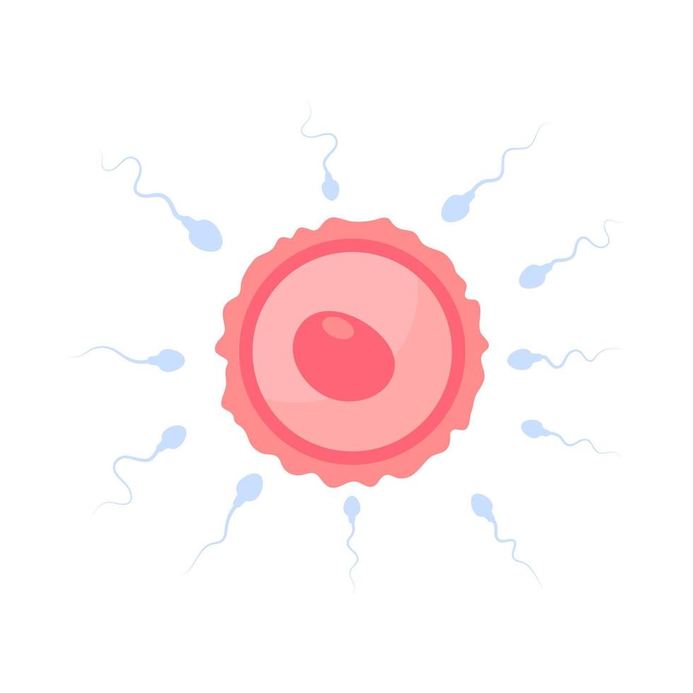 sperma loopt in de vrouwelijke eierstok om de zwangerschap van een vrouw te bevruchten. vector