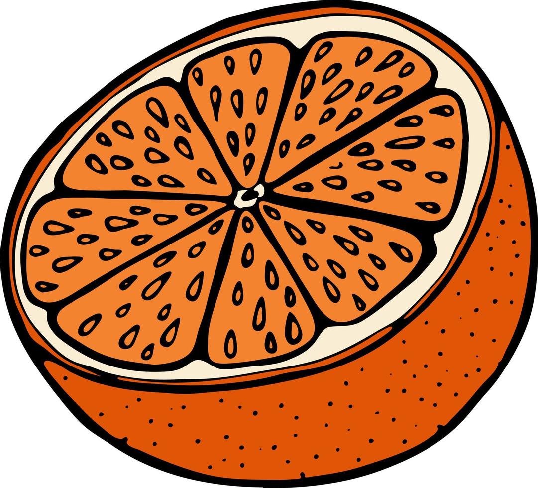 handgetekende illustratie met fruit sinaasappel, vectorillustratie vector