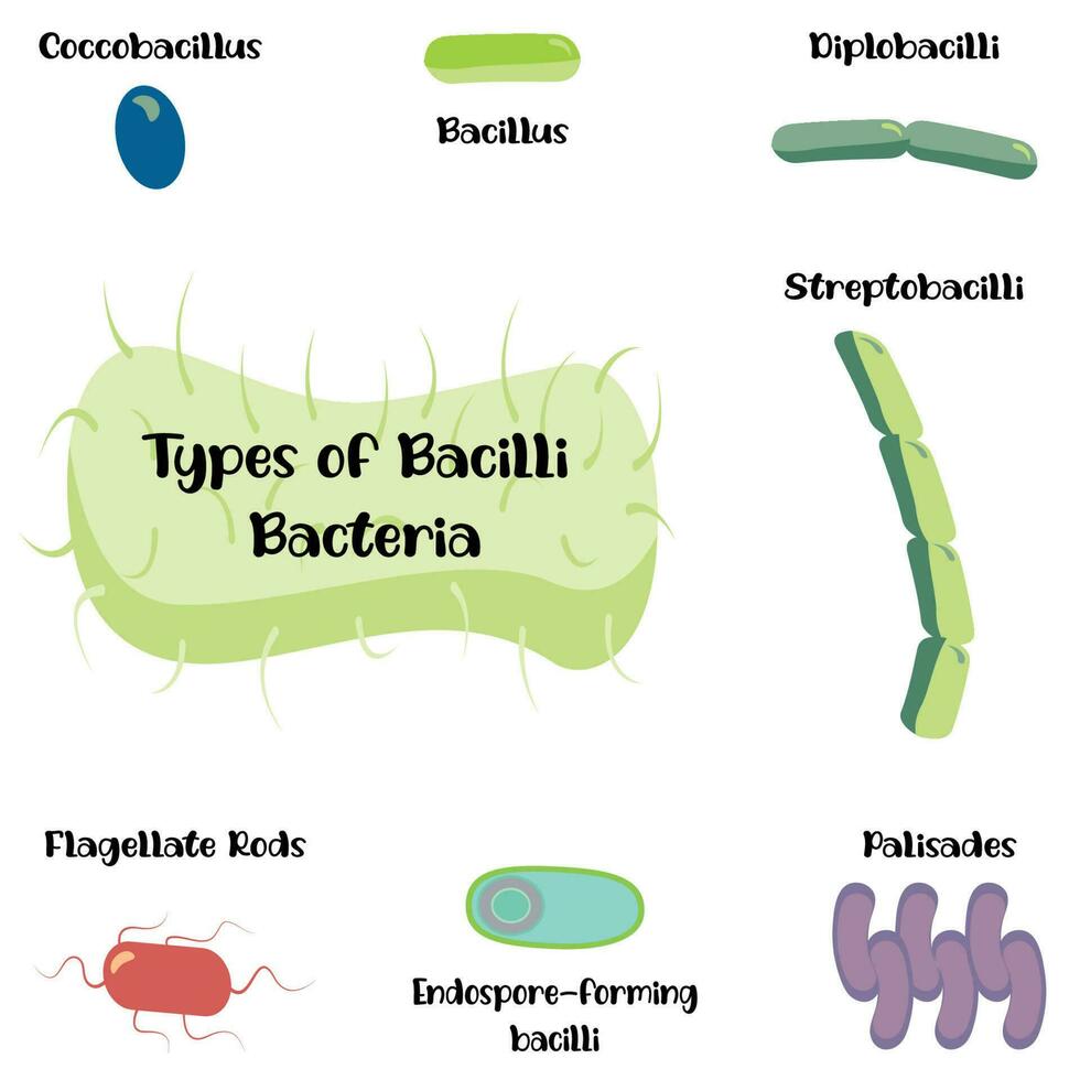 soorten bacillen bacteriën vector